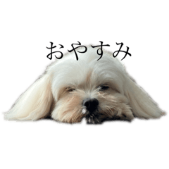 sakura_20231002165938