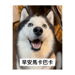 EAGLE的狗生之狗生好難