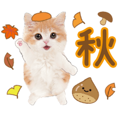 かわいい猫❤️飛び出す❤️ねこ❤️秋