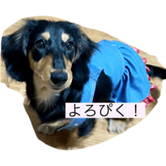 kokage_20231002164222