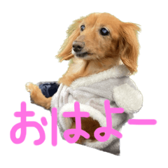 Chi-tansticker