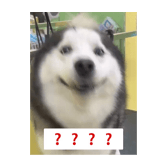EAGLE之狗生難行