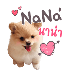 Little Cute dog Nana