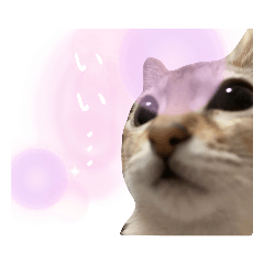ぷぷにゃん《日常》