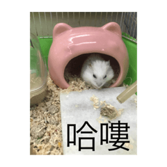 可愛小倉倉（銀狐）