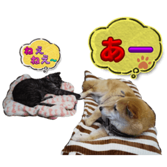 Suzu_20231003191140