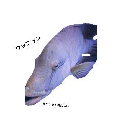 Fish_20231003180816