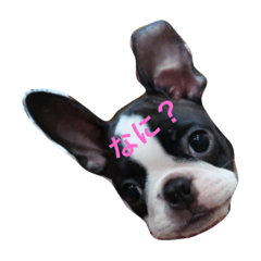 Boston Terrier Puck