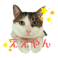 SO SO SO CUTE CUTS OHACHIMA