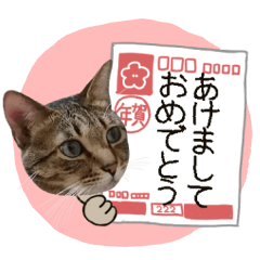Brown tabby cat Sticker.2