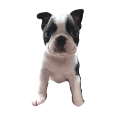 Boston Terrier Puck 2