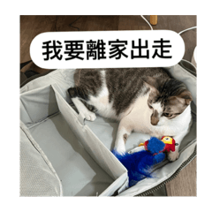 臭臉小姆第一彈