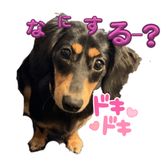 This is ichi,a dog.