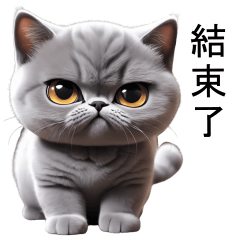Cat Grey TuaTueng (TWN)
