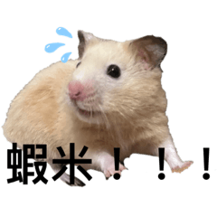 醬油膏用語