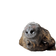 甲斐犬ミックスの日常