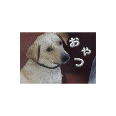 Sakura_20231004223627