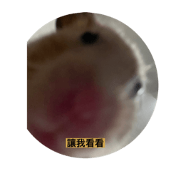 咖蹭的日常