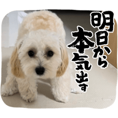 memedayo_20231004222313