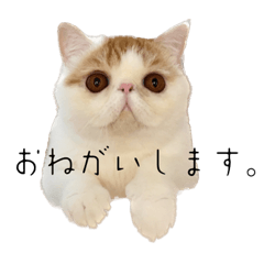 pokopoko_20231004232432