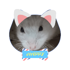 happy hamster_20231005091548