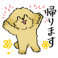 Malti-Poo(Poodle hybrid) for Family