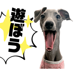 <Updated> Italian Greyhound Momiji