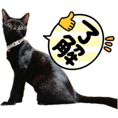 SAKURA_20231005143704