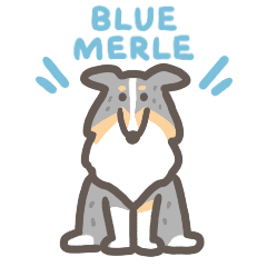 Love Shelties - Blue Merle