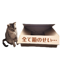 ぷぷにゃん《箱入り》
