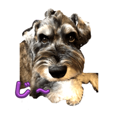 miniature schnauzer dann