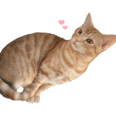 sakura_20231005234529