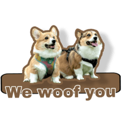 letlob.doggiecorgis.1.1