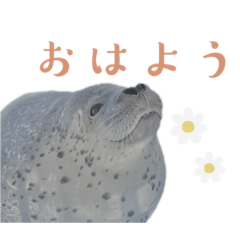 Azarashi land