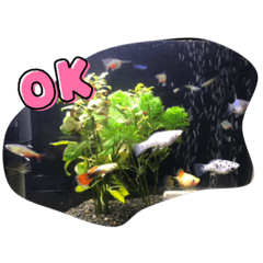 hamchoco_20231006085503