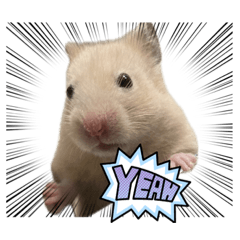 hamchoco_20231006125012