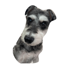 気軽に使えるシュナウザーのスタンプ