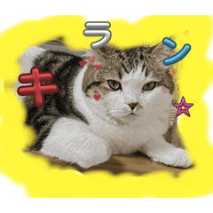 sakura_20231006175242