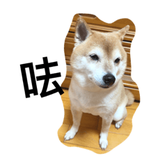 柴家 Shiba Family 2