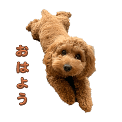 Pet dog coron