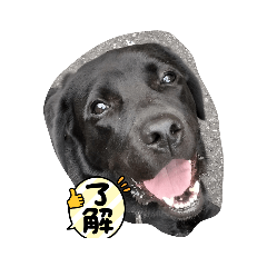 blacklab the daily life sticker