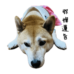 搞怪柴犬肉鬆