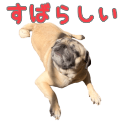 Pug Geppei2