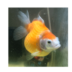 金魚寶貝三歲了