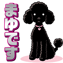 Black toy poodle girl