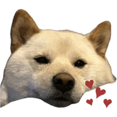 jinjin_20231008160416