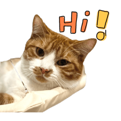 Munjuu ! Funny cat :b