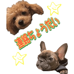toy poodle & french bulldog (BIG)