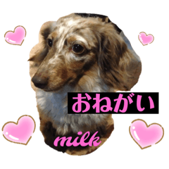 miniature ducks milk stamp