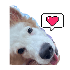 Doggie baby